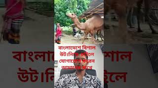 Huge Camel In Bangladesh First Camel In Bangladesh