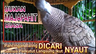 Perkutut MAJAPAHIT GACOR DAN FIGHTER Suara Bikin Burung Lain Ikut Manggung