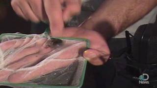 Frog Tadpoles Scream Underwater