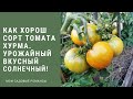 Обзор томата сорта Хурма. Помидор  урожайный и вкусный ! #обзортомата#томат#помидор#желтыетоматы