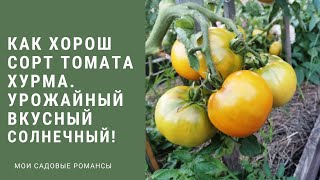 Обзор томата сорта Хурма. Помидор  урожайный и вкусный ! #обзортомата#томат#помидор#желтыетоматы