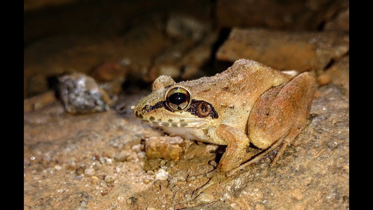 Dubois's leaping frog Indirana duboisi