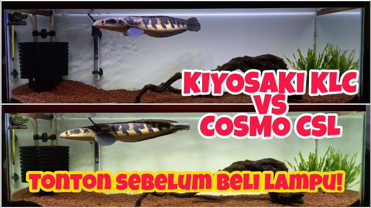 LAMPU VIEW CHANNA MARU YS | Kiyosaki KLC | Cosmo CSL | Lampu Aquarium #