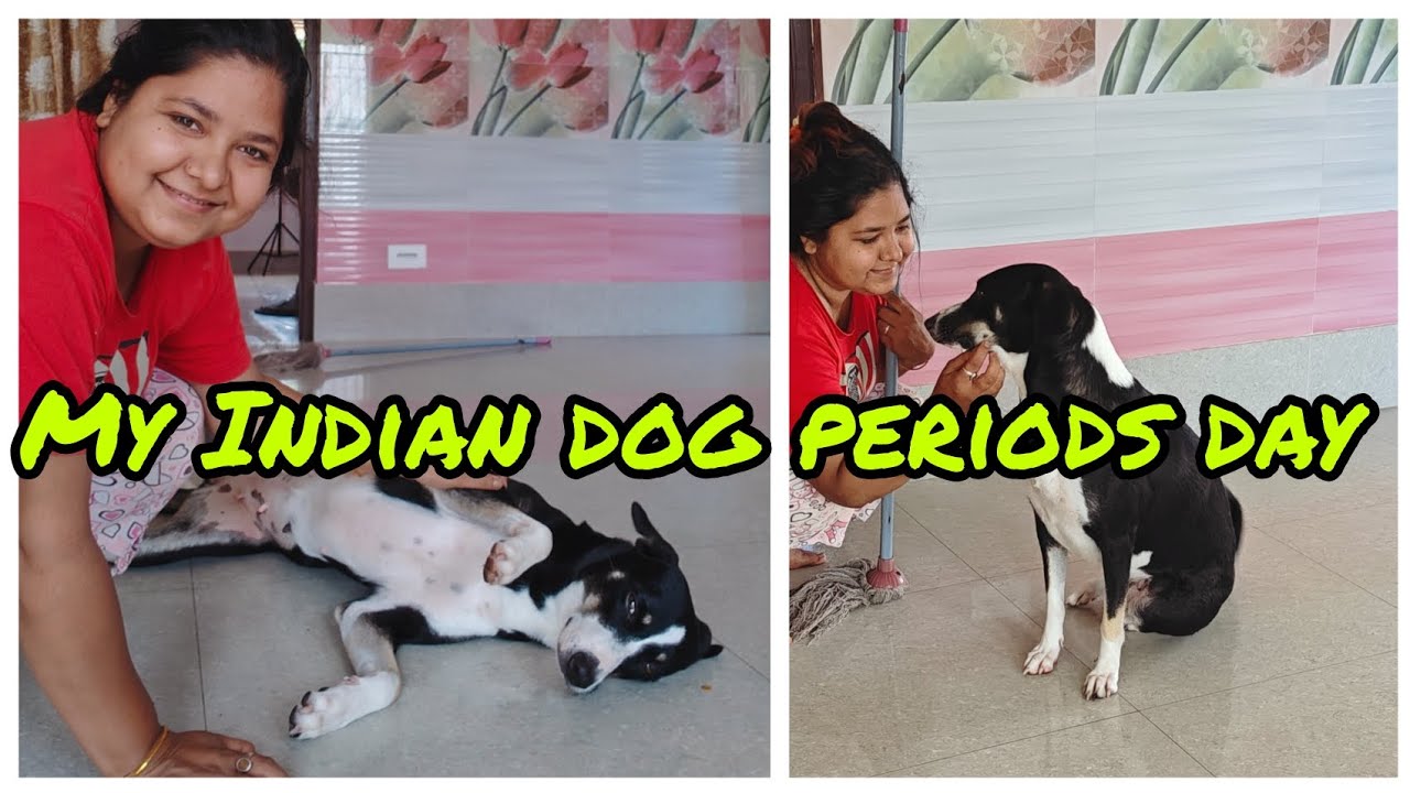 My dog First Heat Cycle periods Dog Ra Care Cleaning Routine my-dog-first-heat-cycle-periods-dog-ra-care-cleaning-routine