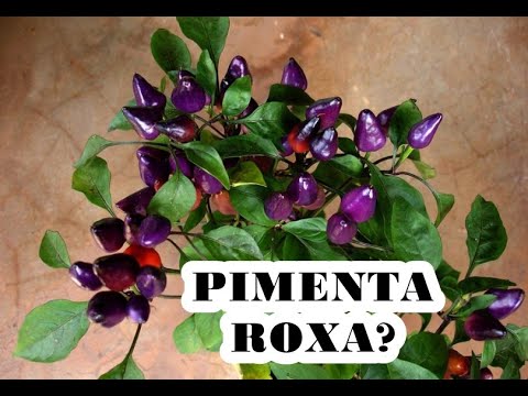 Vídeo: Pimentas Roxas