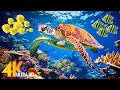 Under red sea 4k  beautiful coral reef fish in aquarium sea animals for relaxation  4k 95