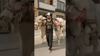 #Rajab butt ke qurbani ke janwar 2026🐂#likeme #petsrule #bull #funnypuppy#funnypuppy #puppyvideosrjd