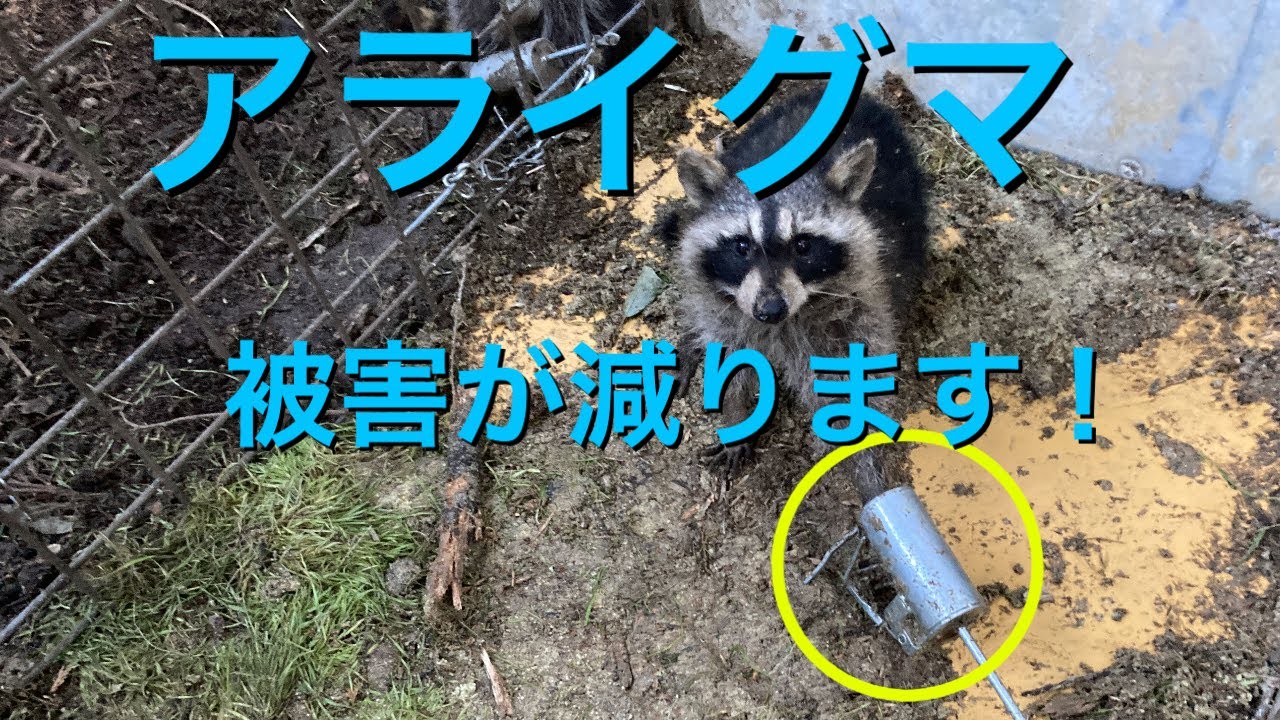 アラホールでアライグマを捕獲！ - YouTube