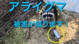 アラホールでアライグマを捕獲！