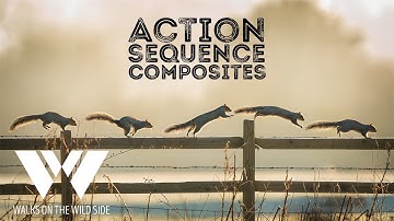 Create wildlife action sequence composite photos