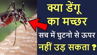 क्या डेंगू  का मच्छर घुटनो से ऊपर नहीं उड़ सकता