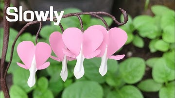 ABC TV | How To Make Easy Bleeding Heart Paper Flower (Slowly) - Craft Tutorial