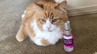 Comfort Zone Cat Spray & Scratch Control Spray Review