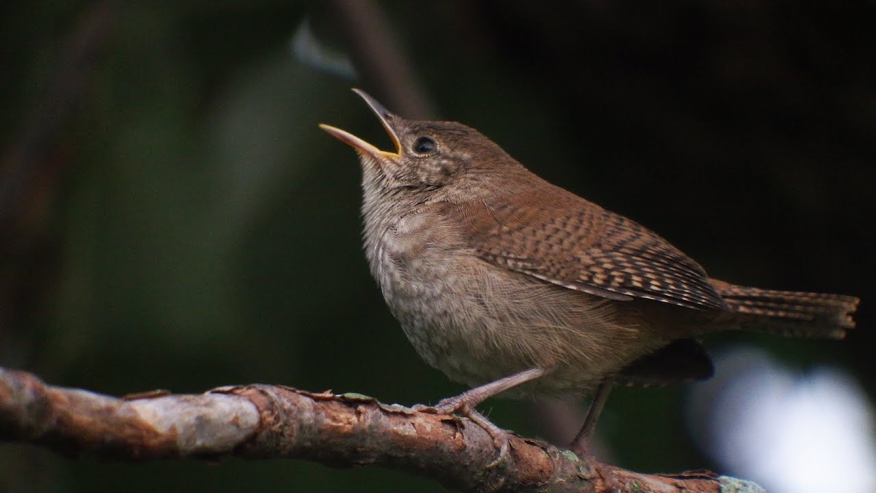 Very Active House Wrens Chattering