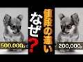 ペットショップの子犬の値段ってどうやって決まるの?犬の本当の価値ってなんだろう?