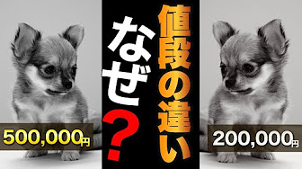 犬の雑学 豆知識 Youtube
