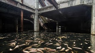 Этот заброшенный торговый центр кишит тысячами рыб! Этот заброшенный торговый центр кишит тысячами рыб!