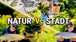 Forellenangeln am Bach: Natur vs. Stadt – Wo beißen mehr Forellen?