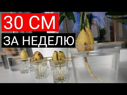 Как вырастить авокадо из косточки в домашних условиях?