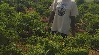 mkulima pilipili aelezea anavyo tengeneza pesa bila stress mkulima pilipili aelezea anavyo tengeneza pesa bila stress