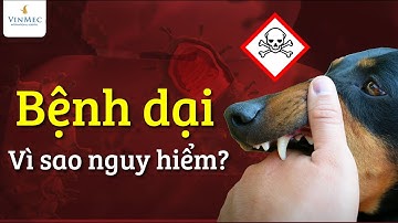 Bệnh dại - Vì sao nguy hiểm?