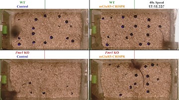 Mouse marble bury assay