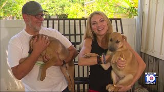 Redlands animal shelter hopes to find 'furever' homes for dumped dogs