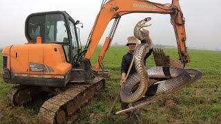 Excavator Accidentally Caught Giant Snake In The Field