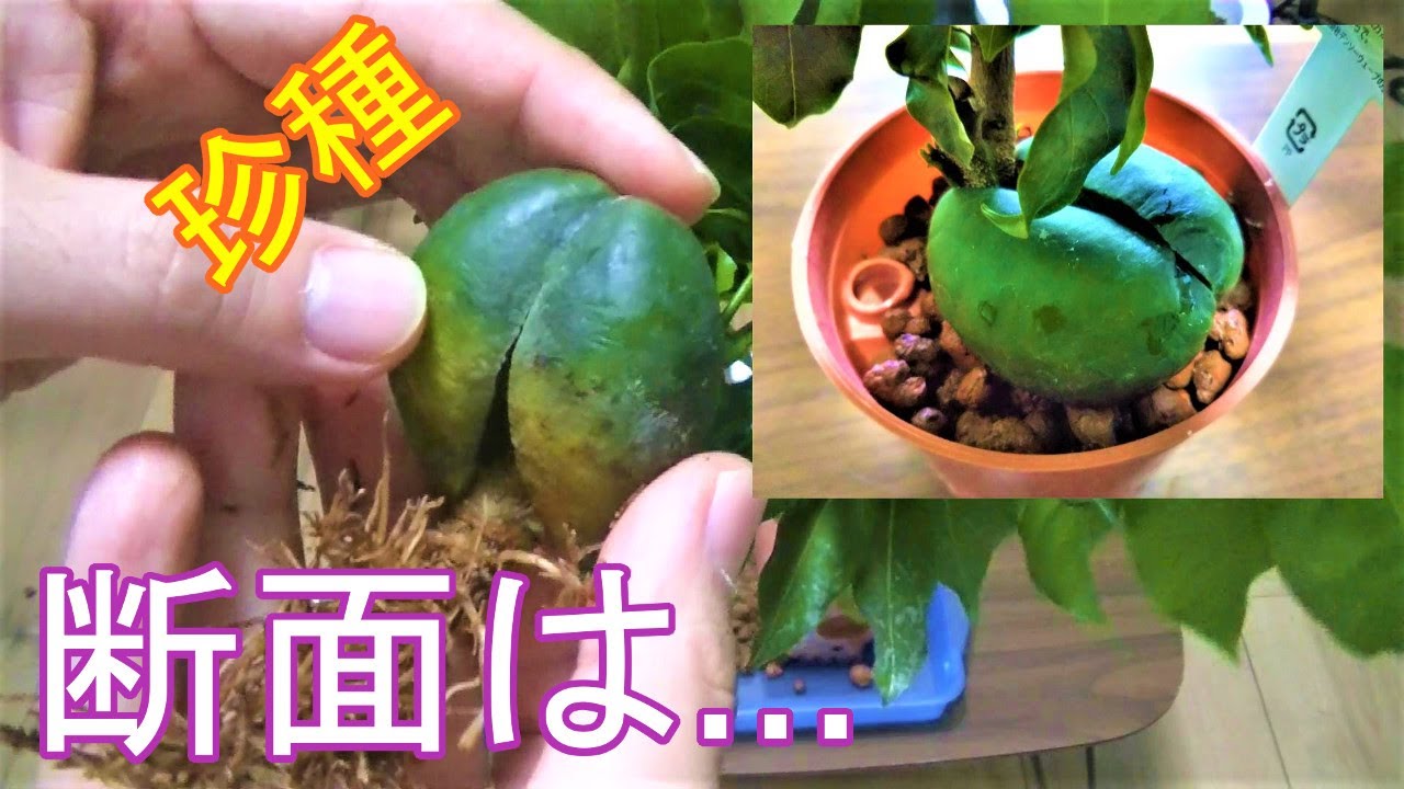 観葉植物 ジャックと豆の木 Youtube