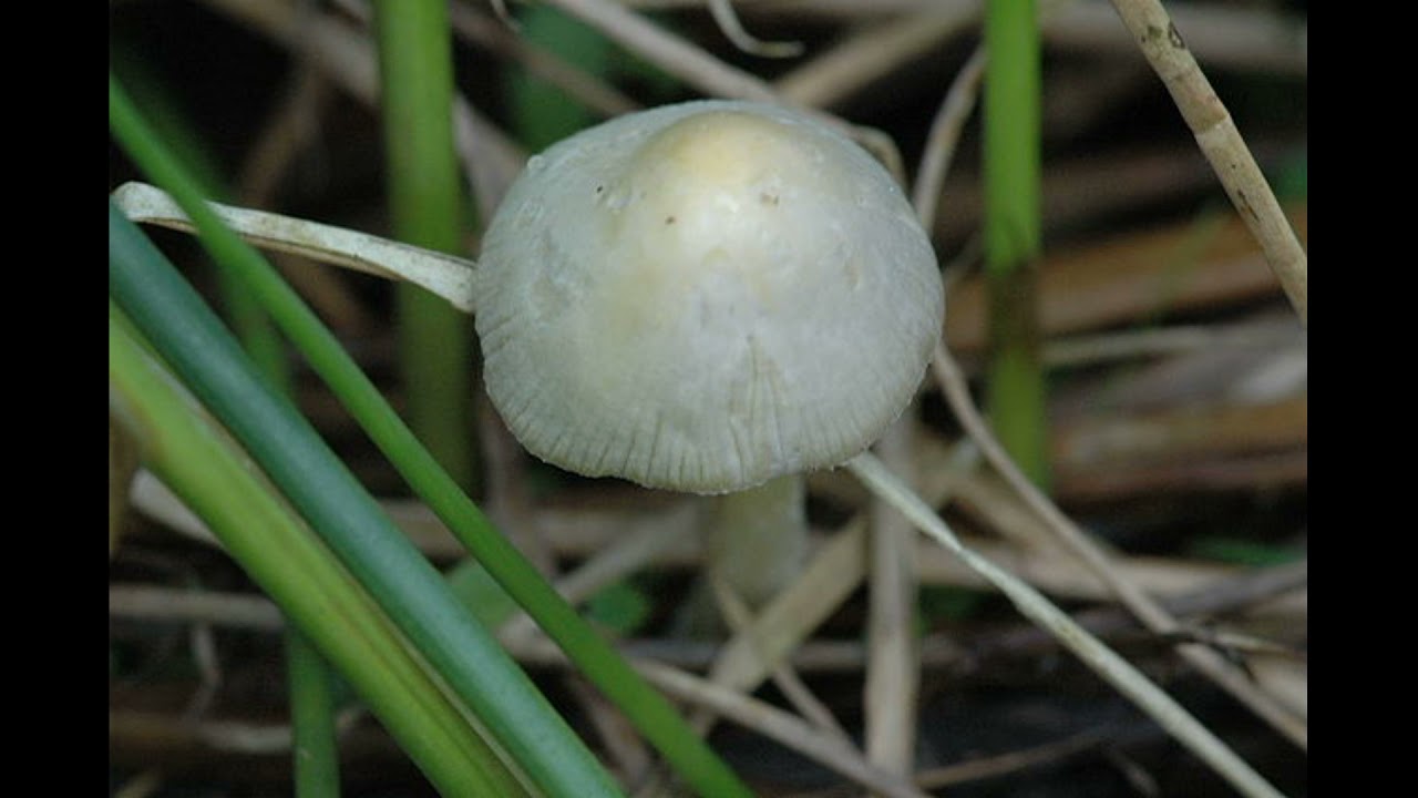 Bolbitius vitellinus