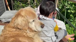 【日常】かわいすぎるゴールデンレトリバーのアリアと幸せな姉弟のお庭の様子 #ゴールデンレトリバー #goldenretriever