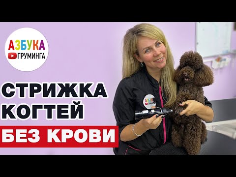 Как подстричь собаке когти без крови- Что такое Гриндер и как им пользоваться?