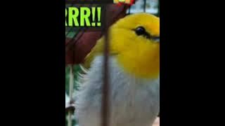 PLECI WALLACEA GACORR!!