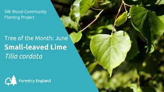 Swcpp Tree Of The Month June Small-Leaved Lime