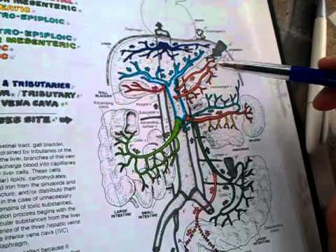 95. Inferior cava, portal vein, and anastomoses between the portal and systemic circulation