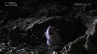 Screaming Mouse 10 Hrs