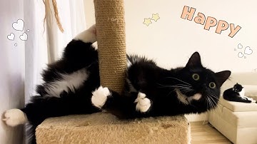 UNIque chill out style of Uni | Uni and Nami sister cats