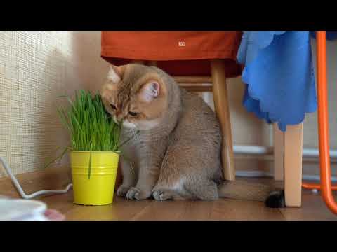 Grass and Hosico