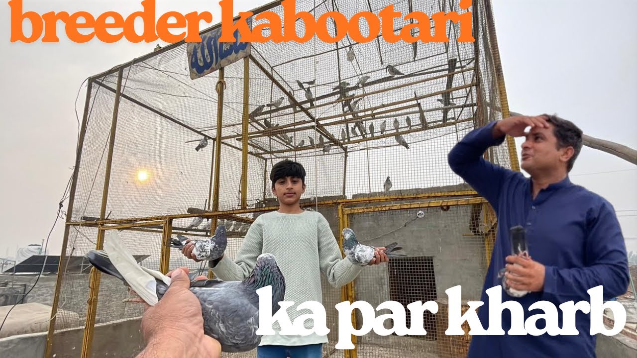 BREEDER KABOOTAR KA PAR KHARB HO GAYA#pigeon #kabootarloft05 #viralvideo #kabootar #birds #kabutar