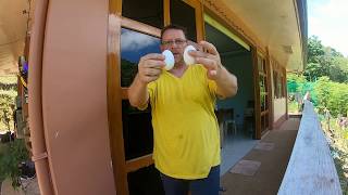 Tow Dotter In One Egg Zwei Eigelb In Einem Ei