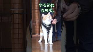 まるで犬？飼い主に #元野良猫チャチャ #猫武将 #猫侍 #ねこ #cat #猫 #チャチャ #shorts 息を合わせてくる猫