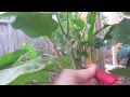 How To Prune & Hand Pollinate Eggplant