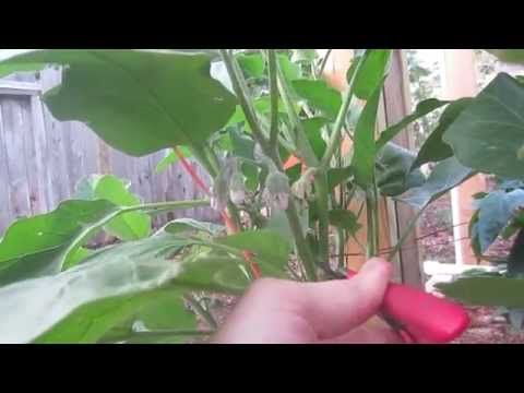 How To Prune u0026 Hand Pollinate Eggplant