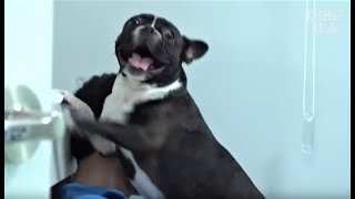 An Abused Dog Screaming Non Stop In The House? *Plot Twist* (Part 1) | Kritter Klub