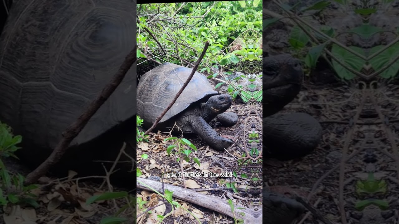 10 AMAZING THINGS TO DO IN ISABELA ISLAND #galapagos