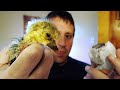 Hatching Duck and Goose Eggs Start to Finish | Video Diary