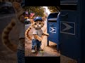 Poor cat gets bullied by Devil cats | Cat Hard work | Cat feeds other cats #emotional #cartoon #cat