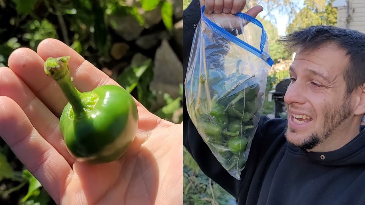 DO NOT WASTE A HARVEST How To Freeze Hot Peppers After First Frost