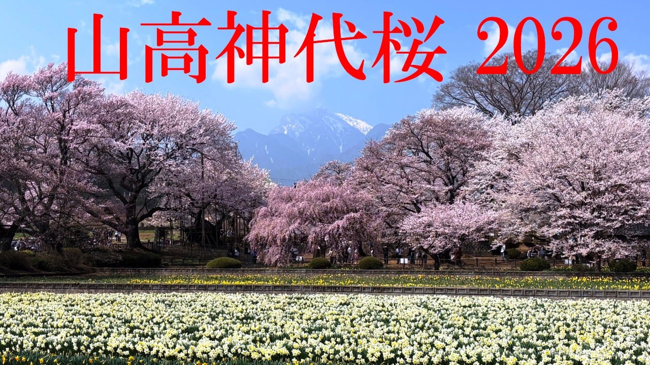 山高神代桜 2026 ～樹齢2000年の日本三大桜です - YouTube