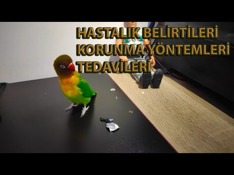 Video: Cennet Kuşu Üzerindeki Hastalıkların Tedavisi: Hasta Cennet Kuşu Bitkileriyle Ne Yapılmalı